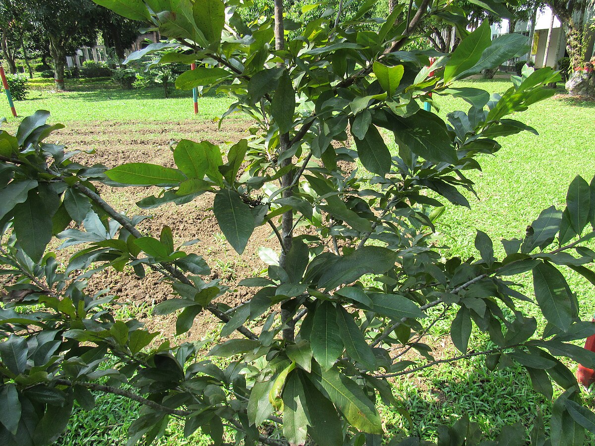 Pistacio vera. Copac fistic