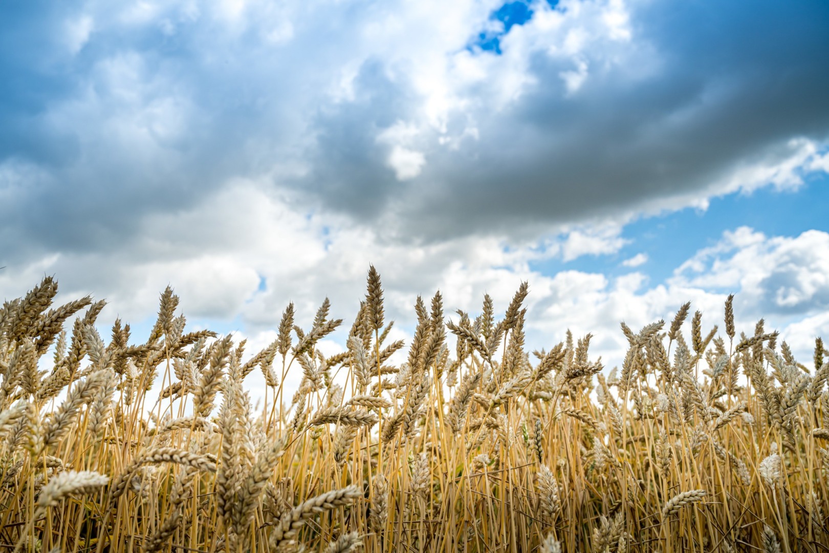 România a avut în 2024 o producție agricolă considerabilă