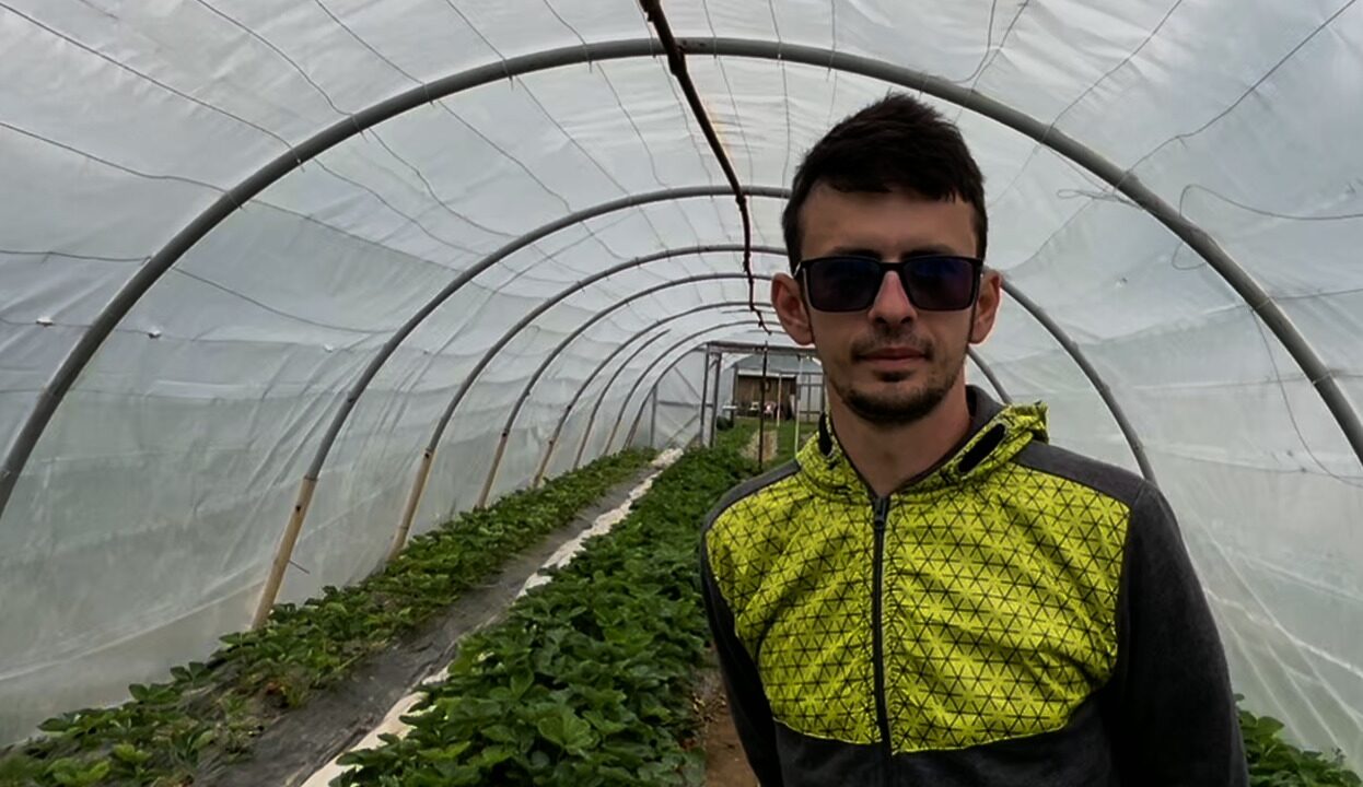 Vremea nefavorabilă a întârziat coacerea căpșunilor