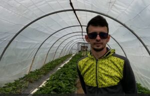 Vremea nefavorabilă a întârziat coacerea căpșunilor