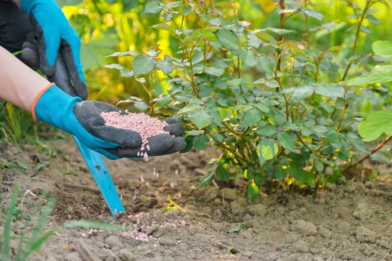 O persoană ține în palmă îngrășământ pentru plante