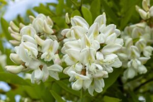 Florile de salcâm au fost afectate de îngheț