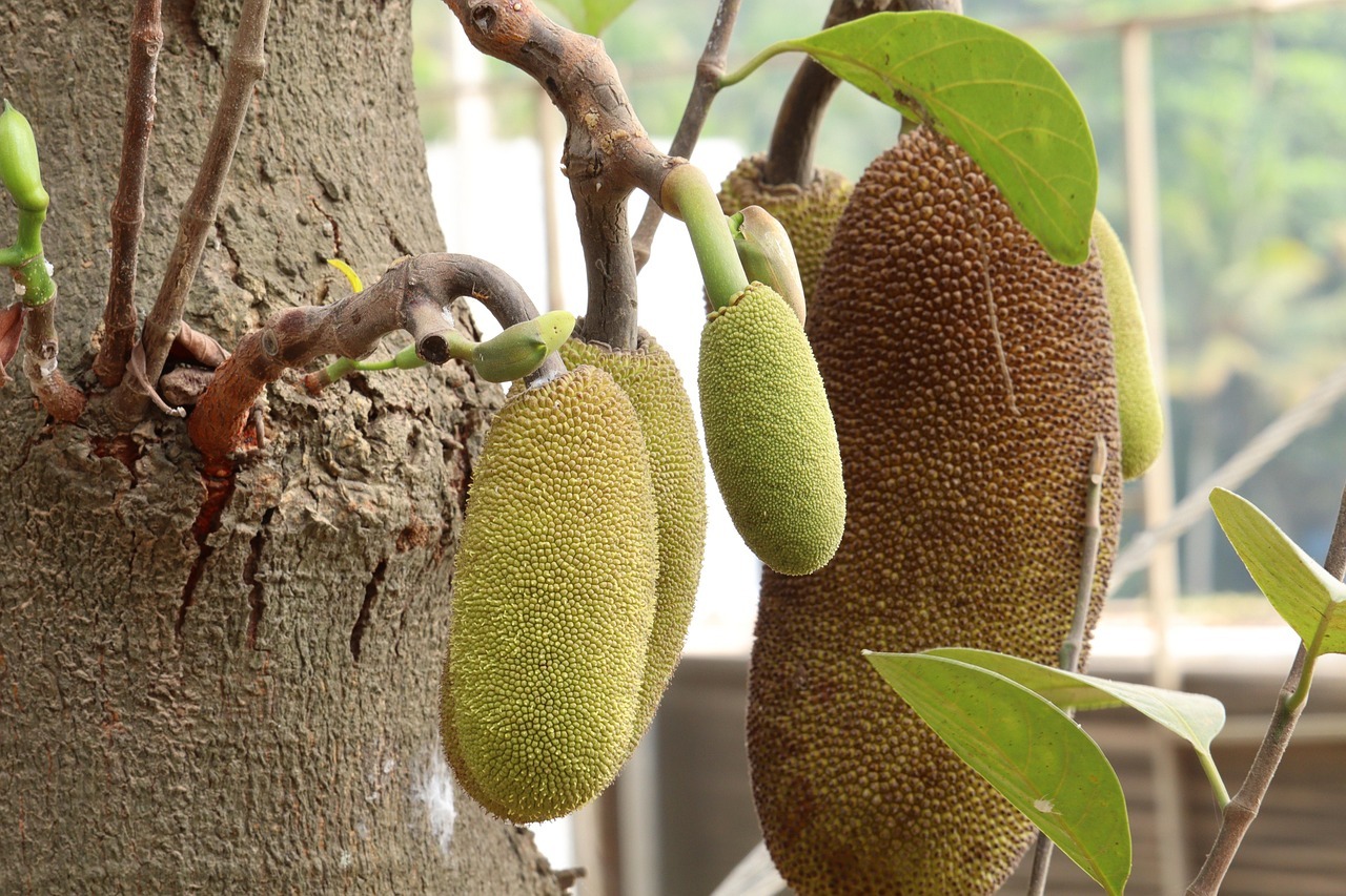 pulpa de jackfruit in stare cruda se foloseste pe post de carne, este importata din Asia