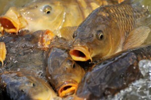 Două lacuri din Sălaj au fost repopulate cu trei tone de crap