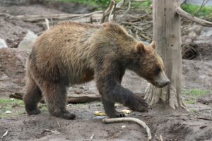 slovacia-da-unda-verde-folosirii-carnii-urs-in-restaurante