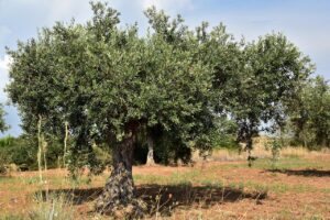 maslini defrisati pentru a face loc unui parc votovoltaic, in Puglia, Italia