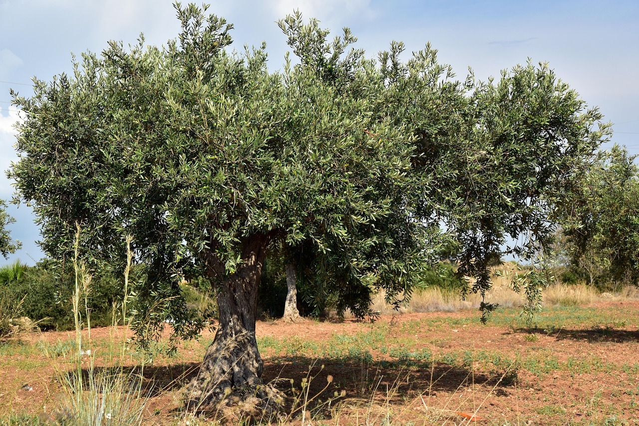 maslini defrisati pentru a face loc unui parc votovoltaic, in Puglia, Italia