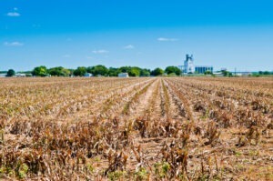 Pierderi in sectorul agricol din cauza fenomenelor meteo extreme
