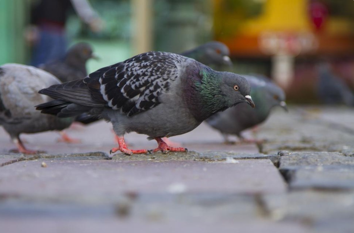Porumbei fotografiați pe stradă
