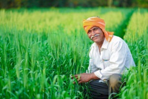 Producție record la grâu și orez în India