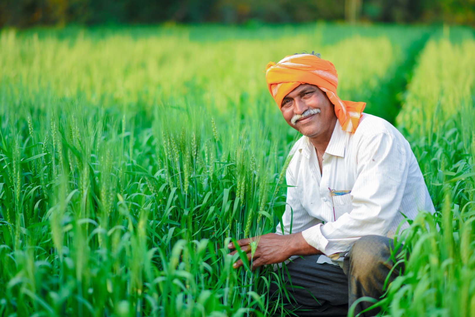 Producție record la grâu și orez în India