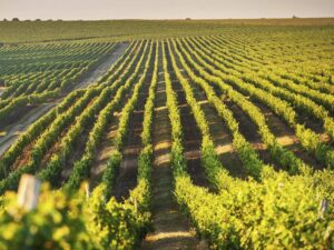 Un grup polonez vrea să cumpere pachetul majoritar la producătorul moldovenesc de vin Purcari