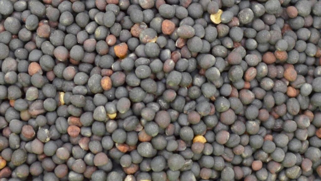 Romania obtine o recolta record de rapita