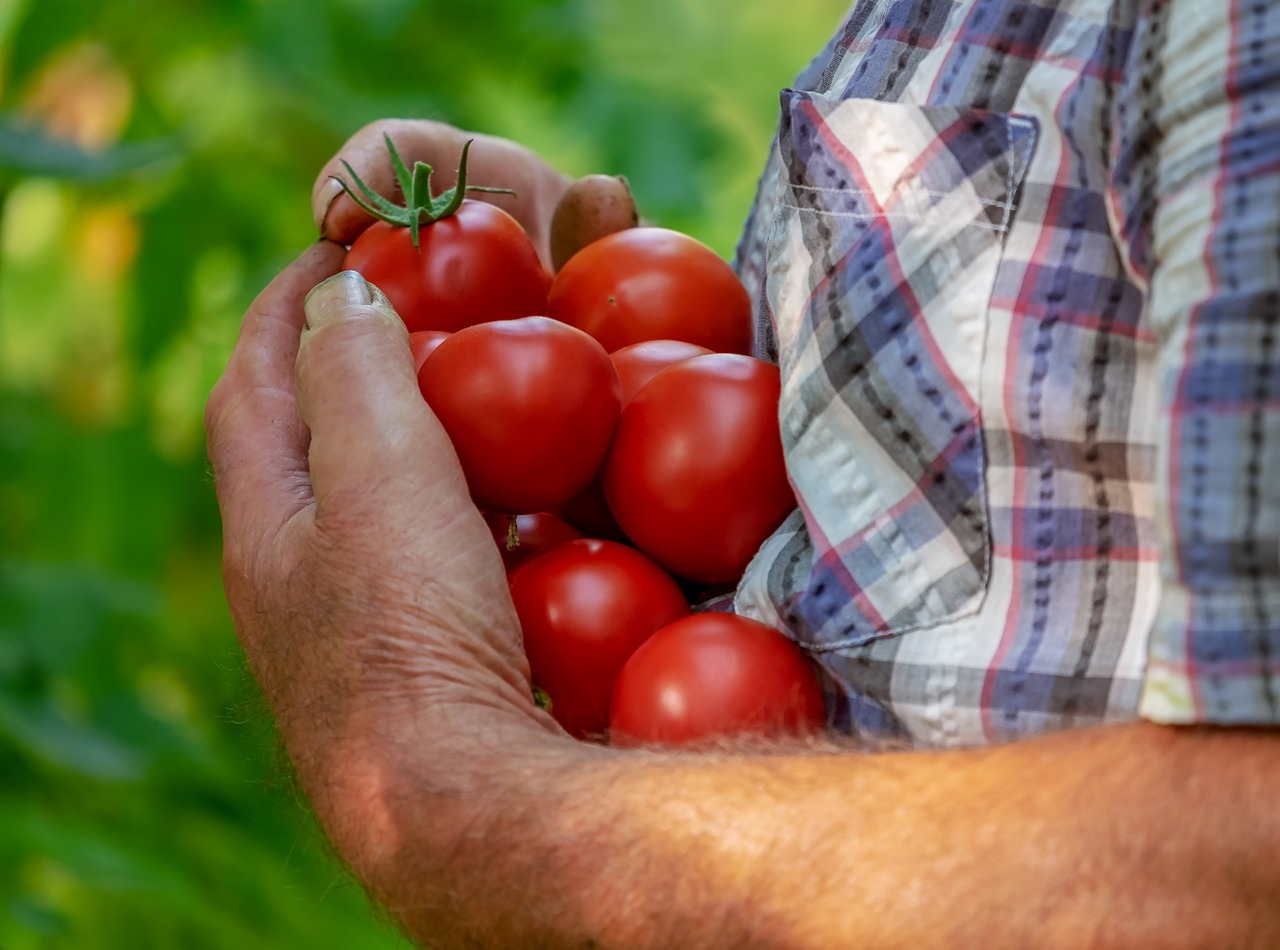 fermier cu recolta de rosii bio rosii in brate