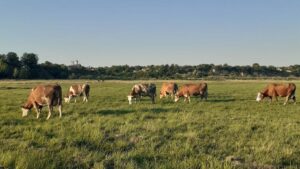 un fermier din oltenia afirmă că vacile sale sunt globaliste