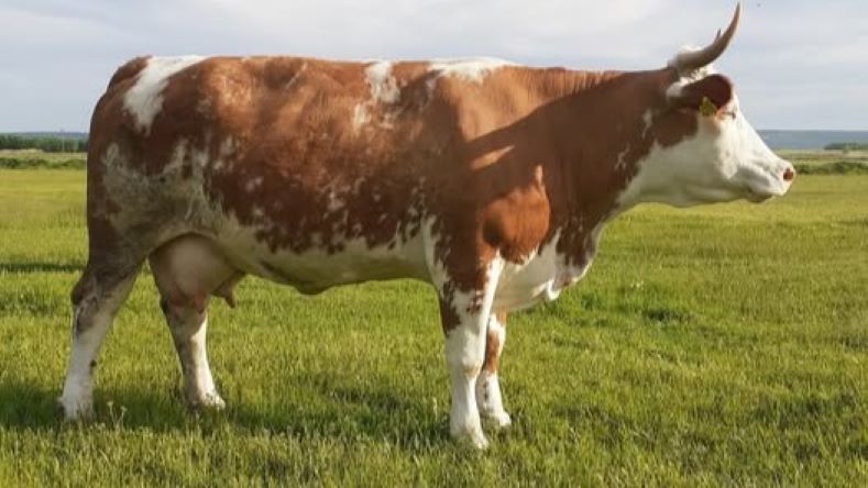 Un fermier din Oltenia afirmă că vacile sale sunt globaliste 