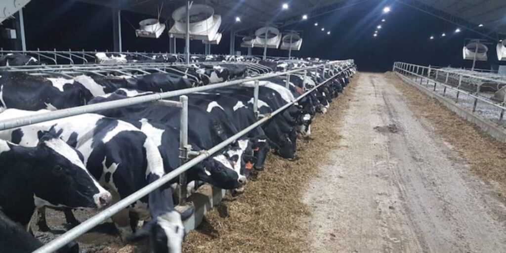 Productia de lapte de vaca din zona de nord a Italiei, mai mica cu 10-15% din cauza caldurii. Ce daune a mai făcut căldura extremă la nivelul culturilor