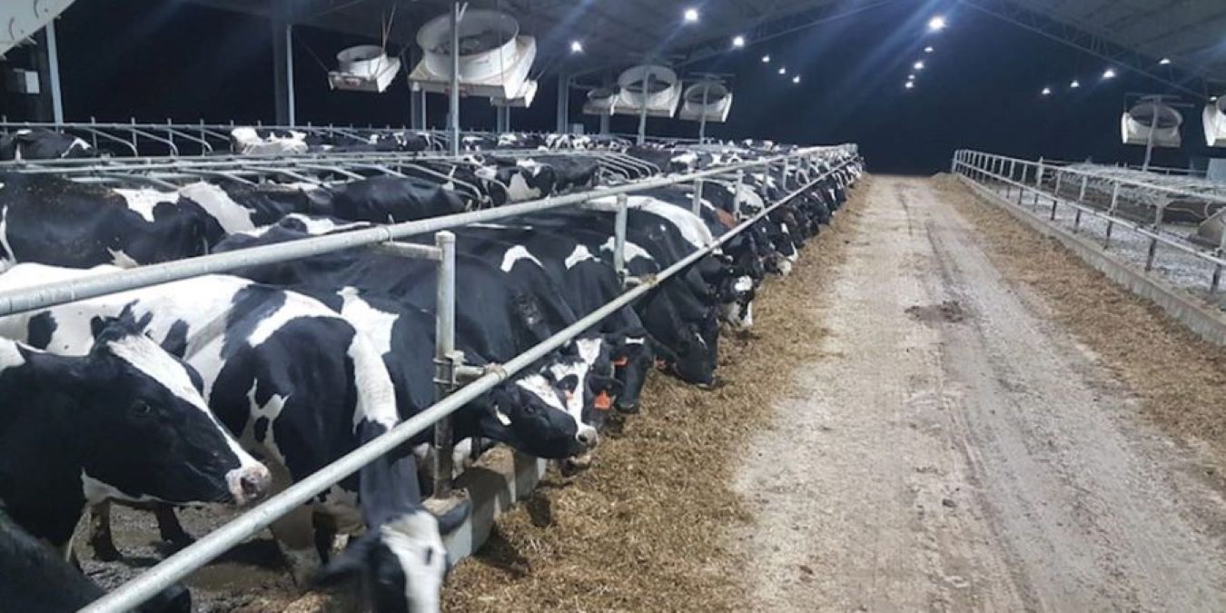 Productia de lapte de vaca din zona de nord a Italiei, mai mica cu 10-15% din cauza caldurii. Ce daune a mai făcut căldura extremă la nivelul culturilor