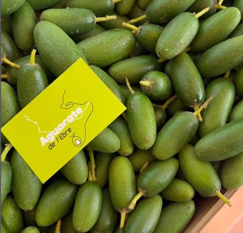 soiuri de avocado