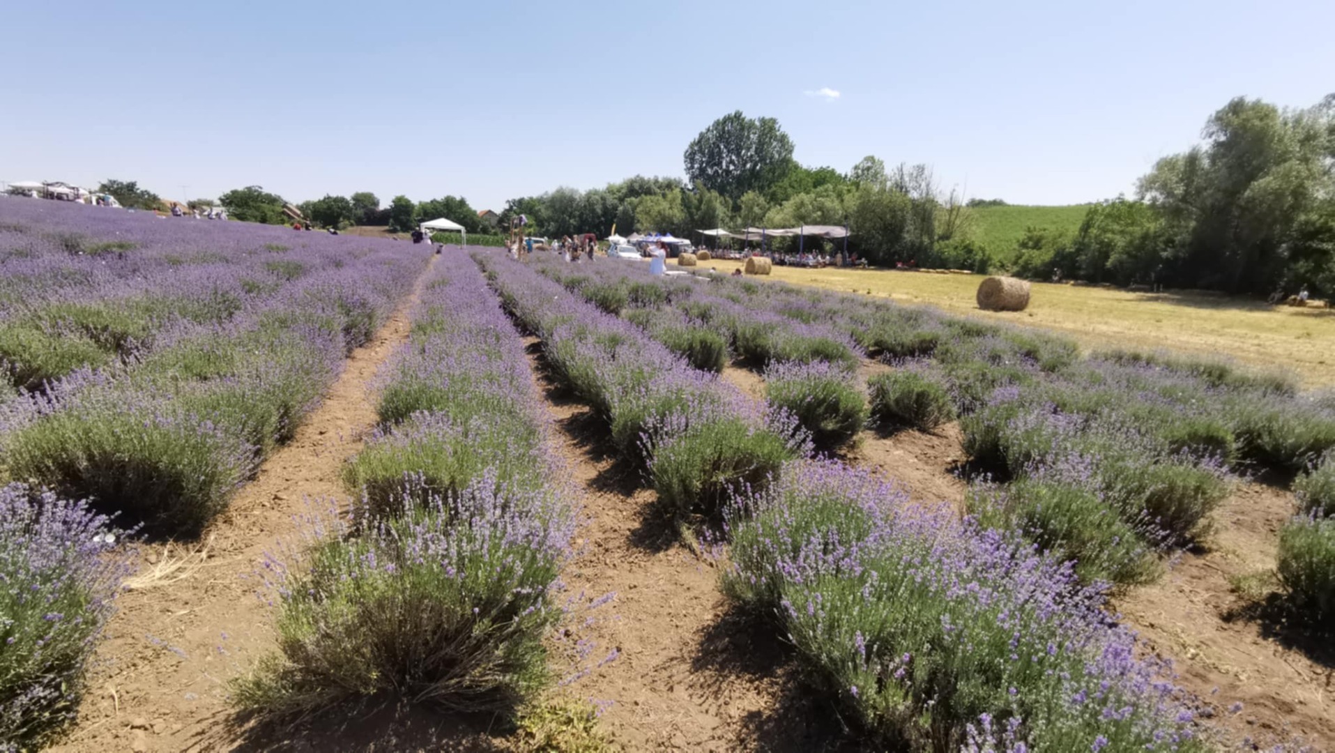 lavanda