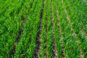 Agricultura regenerativă este soluția împotriva secetei