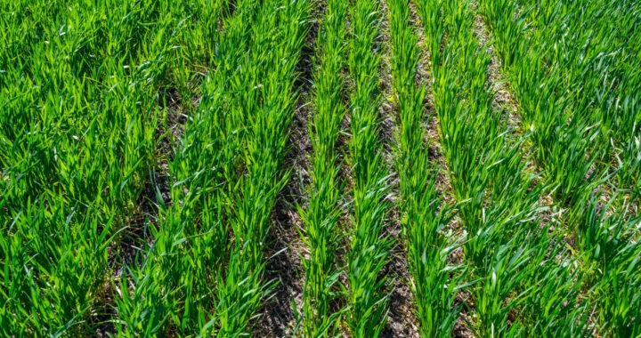Agricultura regenerativă este soluția împotriva secetei