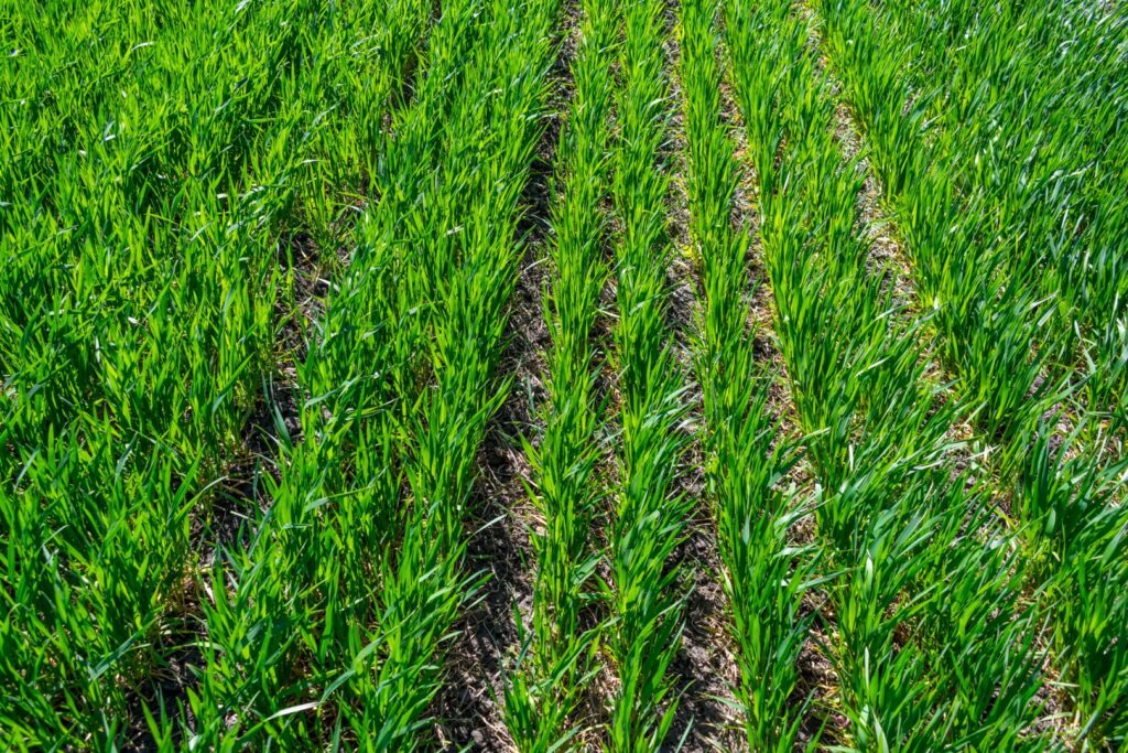 agricultura ecologica