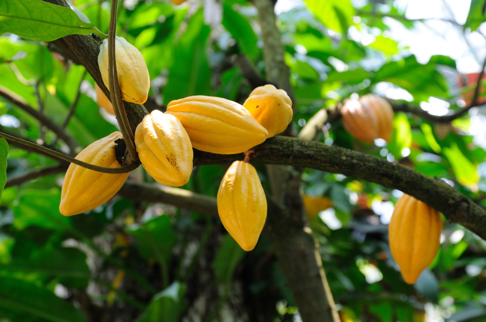 n sistem de export paralel de cacao, dezvoltat în Coasta de Fildeș