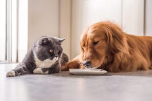 câinele mănâncă tot din castron, iar pisica e mereu mofturoasă