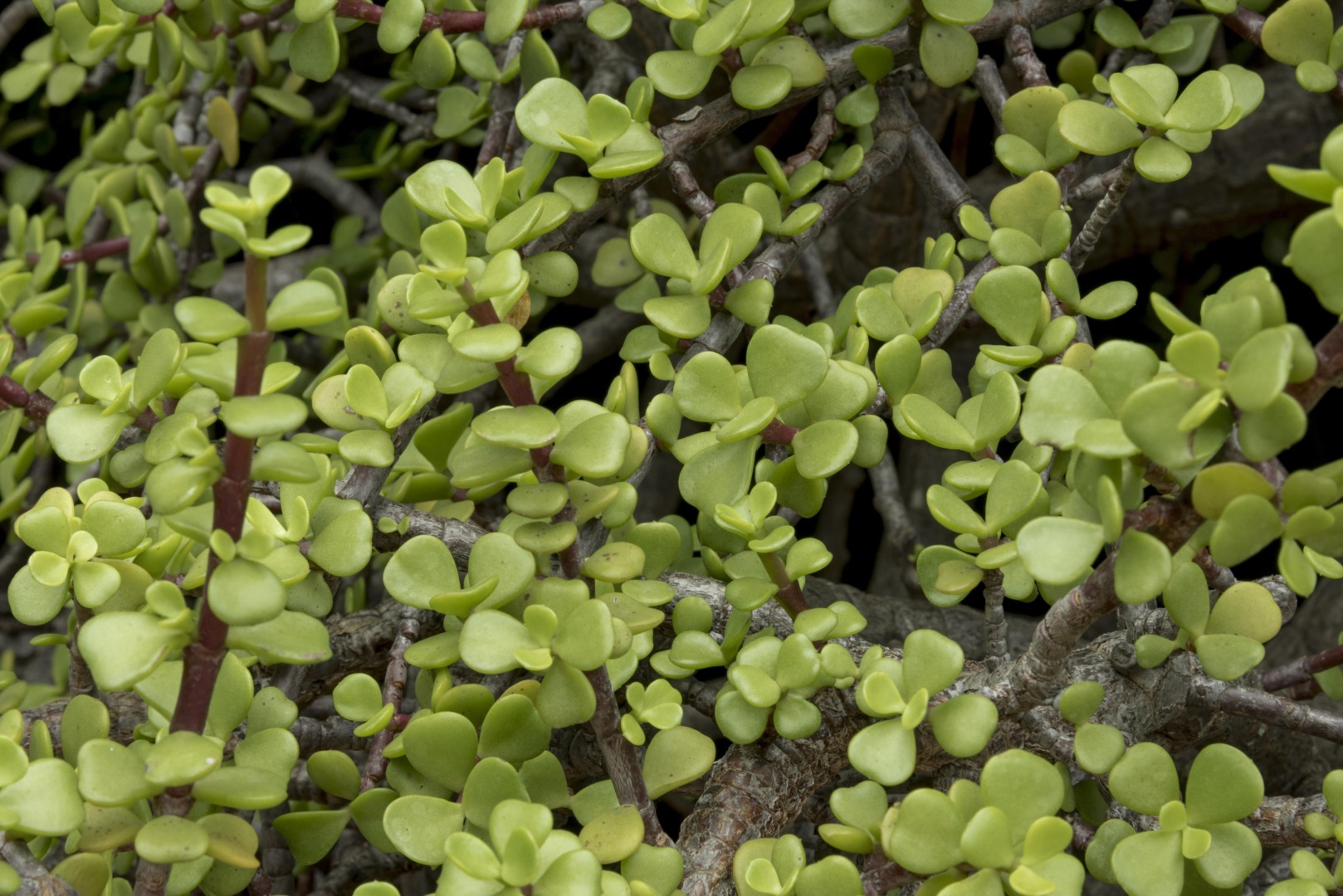 portulaca-iarba-grasa-care-creste-alaturi-de-buruieni-in-gradina-benefica-omega3-gustoasa