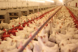 Tot mai multe ferme industriale în UE, în timp ce fermele mici dispar