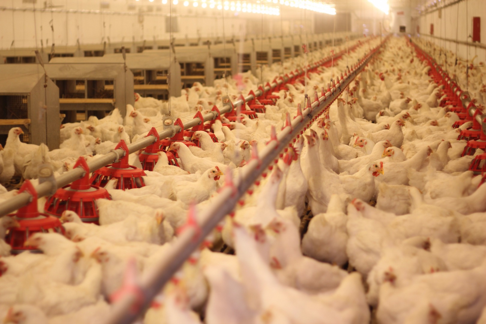 Tot mai multe ferme industriale în UE, în timp ce fermele mici dispar