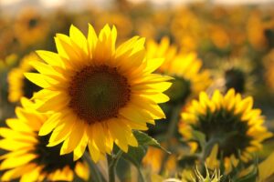 România este lider la recolta de floarea-soarelui în Europa