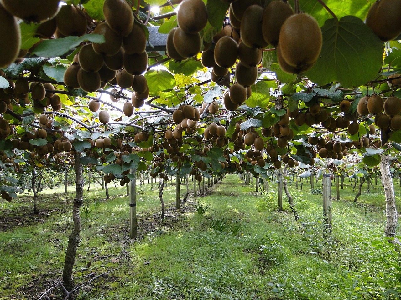 plantatii-de-kiwi-cum-folosesc-italienii-noile-tehnologii-pentru-a-creste-productia-si-calitatea-fructelor