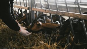 Uniunea Europeană cere competențe noi pentru medicii veterinari.