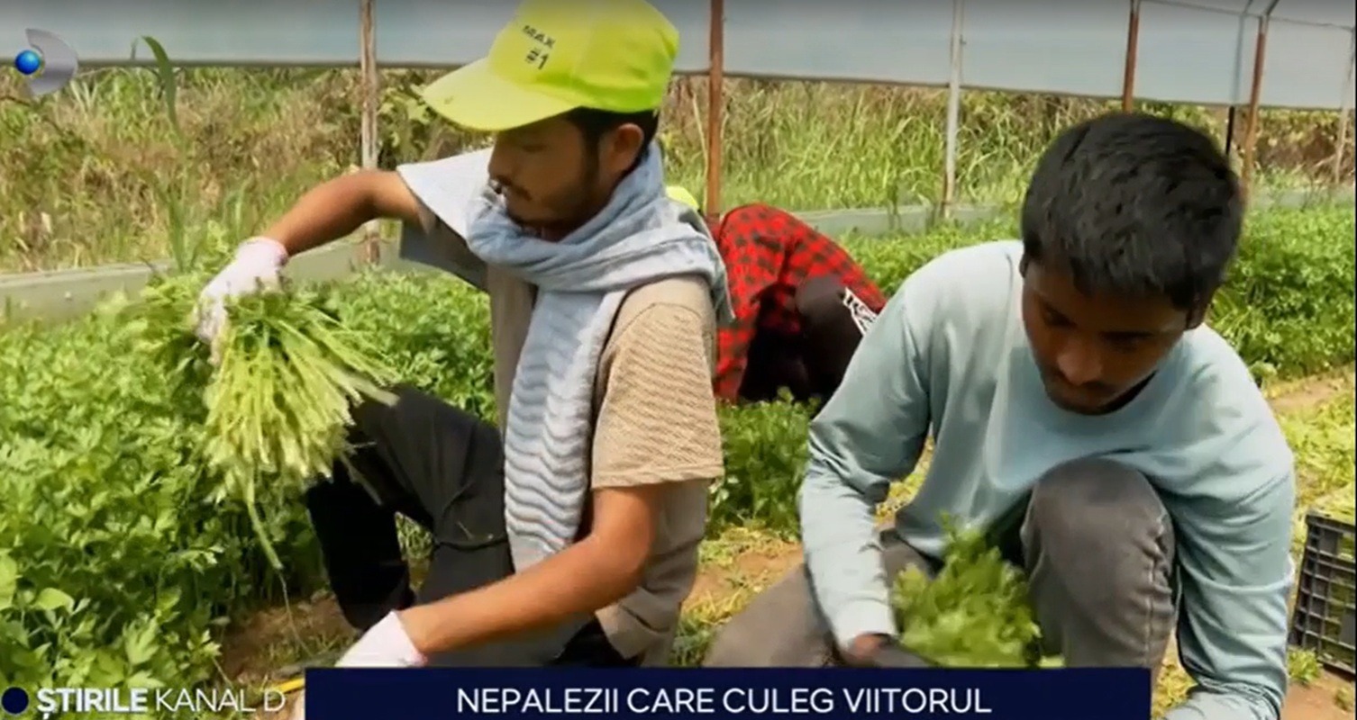 Nepalezi în fermele românești