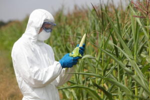 Porumb testat genetic, material genetic seminte