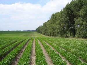 perdelele-forestiere-o-optiune-pentru-fermierii-romani-in-regim-agrosilvic