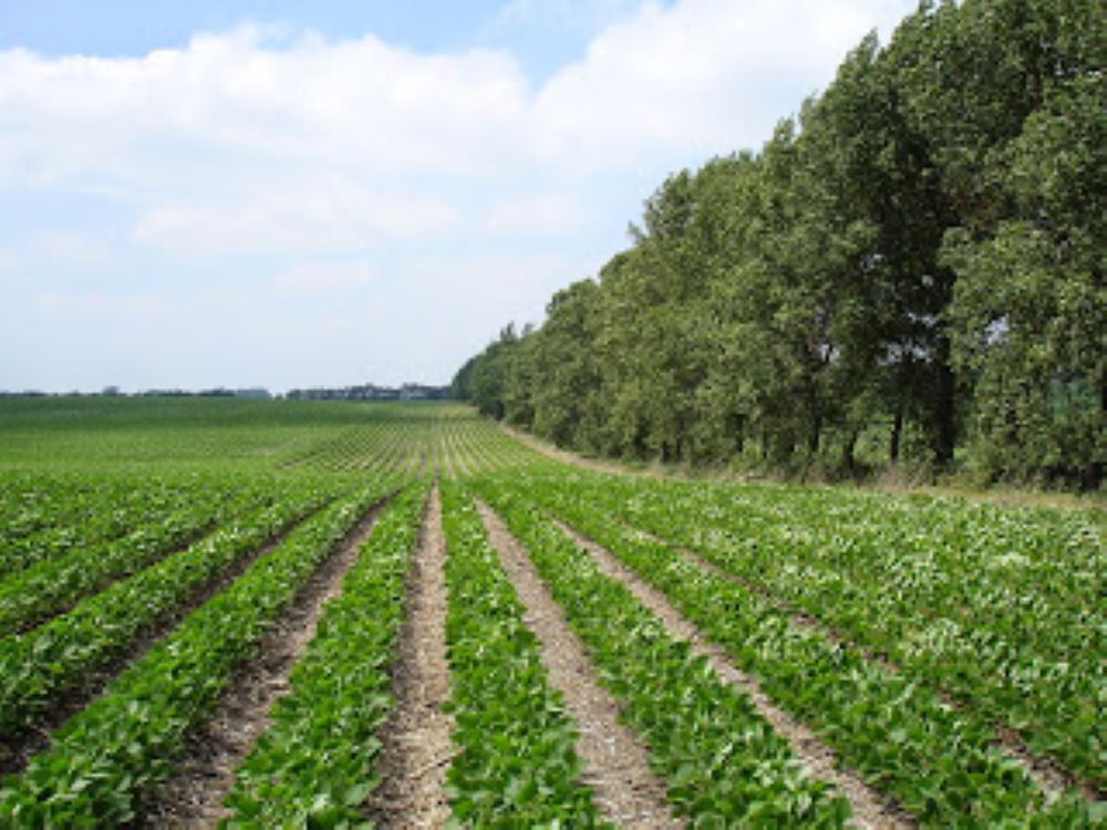 perdelele-forestiere-o-optiune-pentru-fermierii-romani-in-regim-agrosilvic
