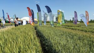 Ziua Grâului Bărăgan: Eveniment dedicat progresului agricol, organizat de Forumul APPR