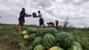 Lubenița lui Dobre de la Lovrin FOTO Ștefan Both