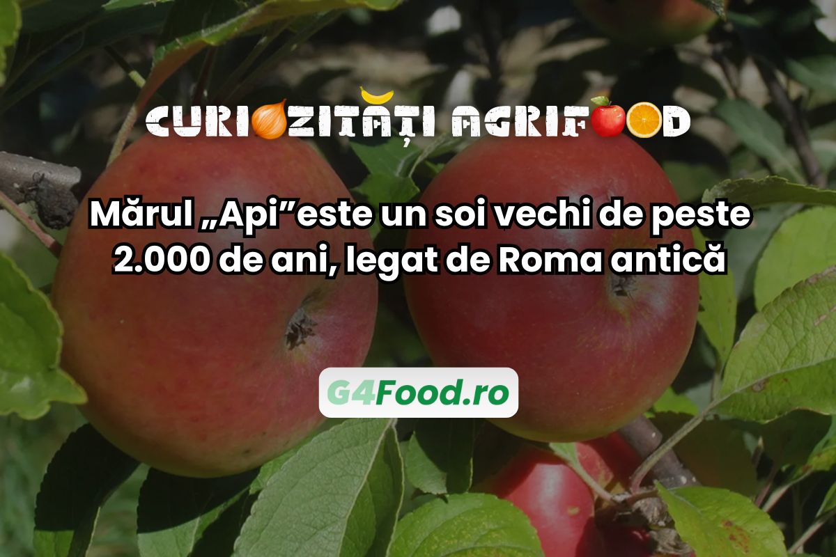 Mărul Api este cultivat încă din antichitate
