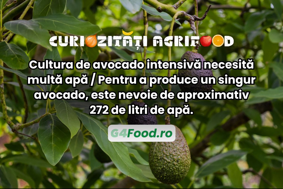Cultura de avocado necesită multă apă