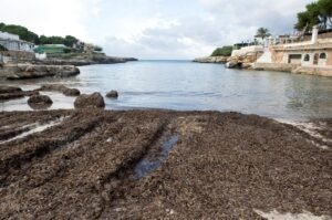 Posidonia oceanica