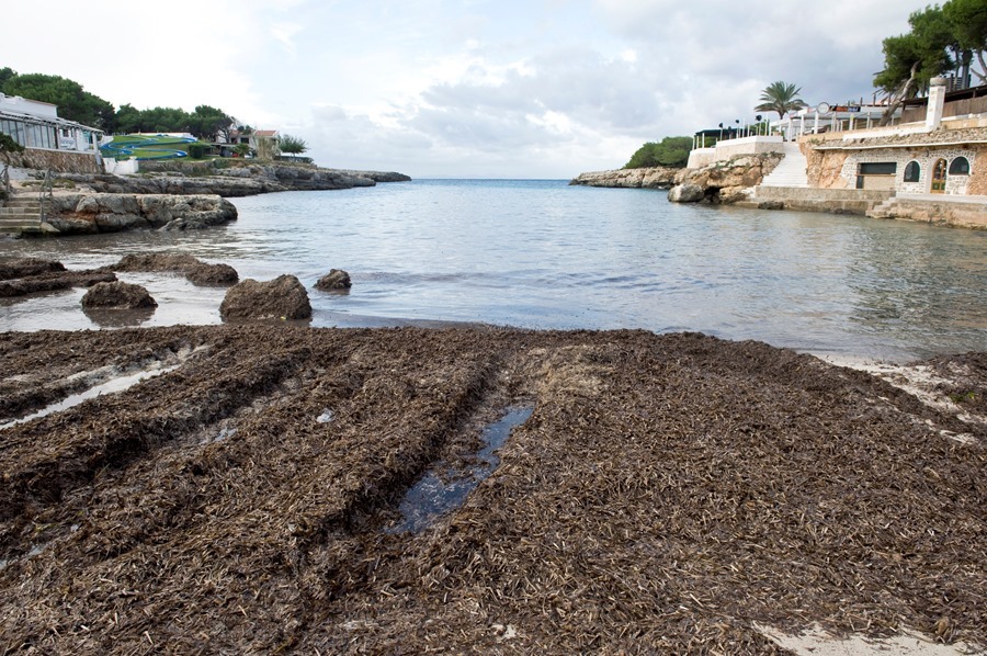 Posidonia oceanica