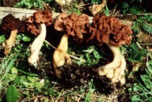 toxinele-unei-ciuperci-sunt-banuite-a-fi-responsabile-de-aparitia-mai-multor-cazuri-de-SLA-cazul-Montchavin