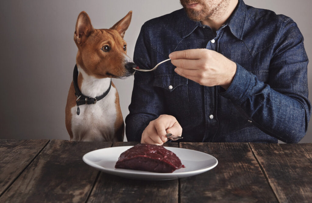 Un câine mănâncă carne crudă
