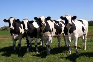 O directivă europeană lasă fără subvenții o asociație de crescători de vaci