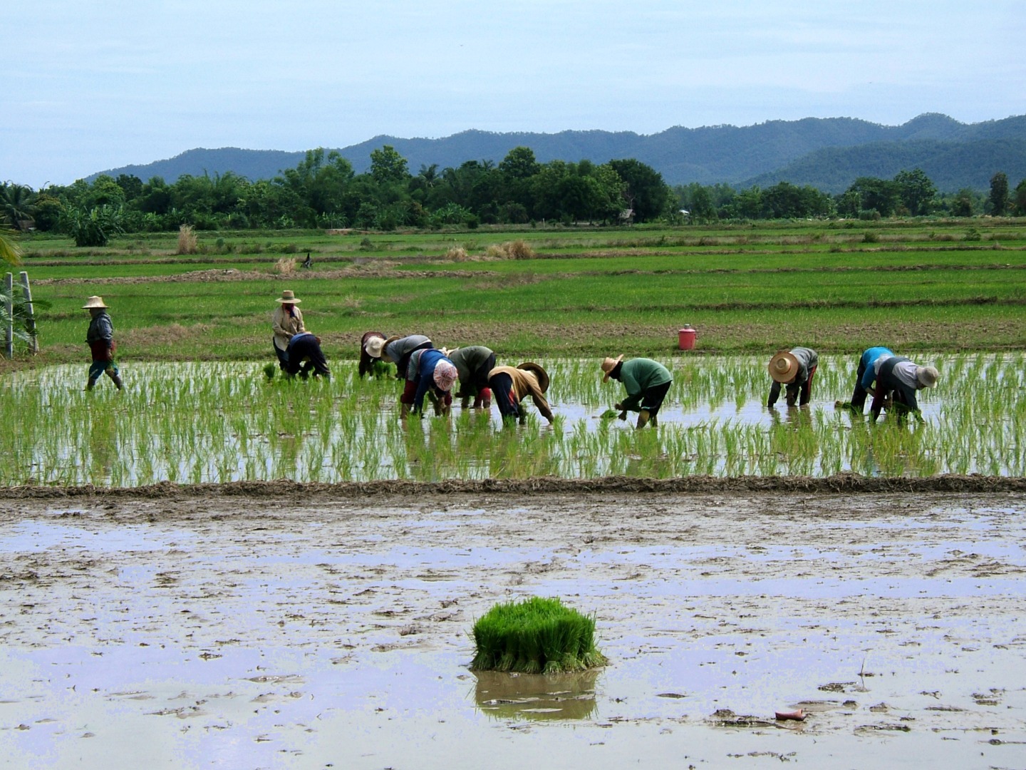 Practici sustenabile în cultivarea orezlui