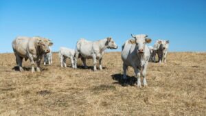 ANSVSA a stabilit reguli pentru protecția animalelor pe caniculă